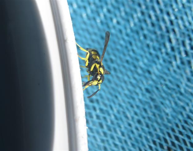 Vespidae Eumeninae: Antepipona cfr. deflenda